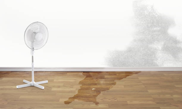 Best Water damage contractors near me  in Farmland, IN